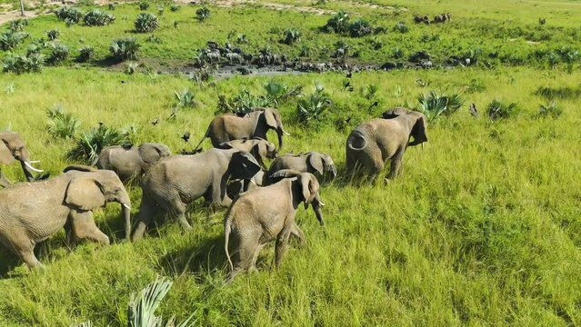 Parade of Elephants walking across grasslands, sunny day in Africa - Aerial view