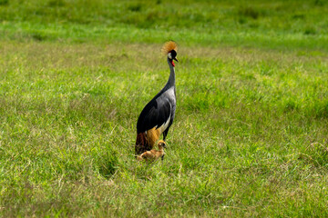 Black crowned crane Balearica pavonina and its fledgling baby crossing road in afternoon sun. Amboseli national park,