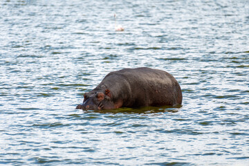 hippopotamus is sitting in the blue water. African animals in the wild.