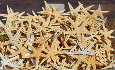 Dry starfish are scattered on the surface. Inhabitants of the seas and oceans
