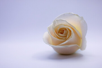 a white rose with a soft background shows its stem and center