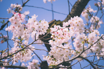 空と満開の桜