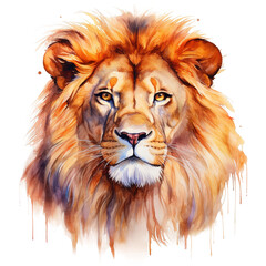 Fototapeta premium Male lion portrait watercolor clipart illustration isolated on transparent background