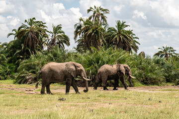 Young African Bush Elephants standing close together, amongst lush green grasses. They have been...