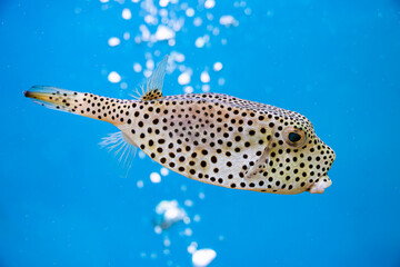 Horn-nosed Boxfish (Ostracion rhinorhynchos)/ Trunkfish, a tropical marine fish (family...