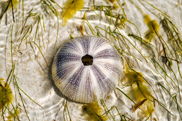 Echinoidea sea urchins, a group of marine animals belonging to the type of echinoderms...