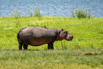 Grazes eats on green grass. pygmy hippo Pygmy hippopotamus is cute little hippo against the...