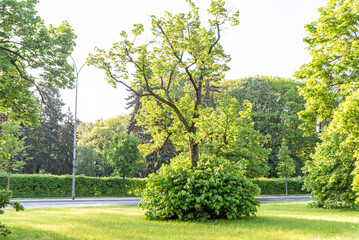 Greenery in the city in spring. Blooming chestnut trees and a lawn by the street. Spring in the city. Tall grass.