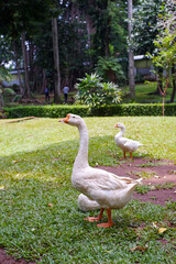 Obraz premium white goose in the park