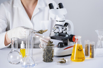 Scientist examining dry cannabis herb at laboratory. Medical hemp and cbd oil research. - 775619145
