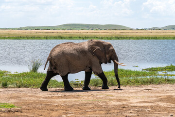 elephant roaming in marsh in Amboseli National Park Kenya Africa
