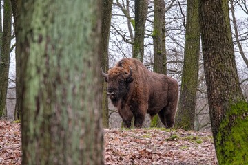 Fototapeta na wymiar European bison - Bison bonasus zubr or aurochs - a large wild Eurasian ox that was the ancestor of domestic cattle.