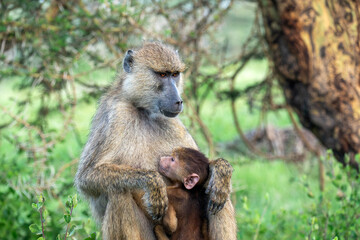 Tender moment unfolds as a mother monkey lovingly cradles her precious baby, showcasing a heartwarming bond in the embrace of nature's affection