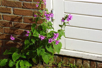 Close up Annual honesty (Lunaria annua) with pink flowers . Crucifers, cabbage family (Brassicaceae). In front of a wall and door. Spring, April. Netherlands.