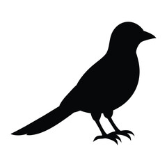 silhouette of a cuckoo bird