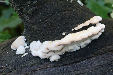 Postia rufescens, also called Postia leucomallella, a bracket fungus from Finland, no common...