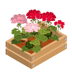 Houseplants Geranium in a decorative box. A set of red and pink geranium in pots. Flowers in box icon. Bright flowers pelargonium isolated on a white background. 3D Isometric vector illustration.