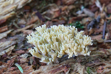 Green-tipped Coral Fungus, Ramaria apiculata, wild mushroom from Finland