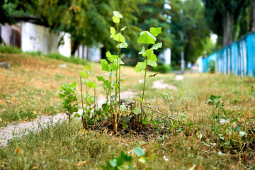 Young shoots of a poplar tree near a walking path