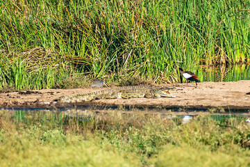 birds and crocodiles on riverbank. Nairobi National Park. Kenya.