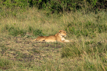 lioness is lying in the grass
