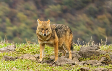 Golden Jackal in a natural habitat