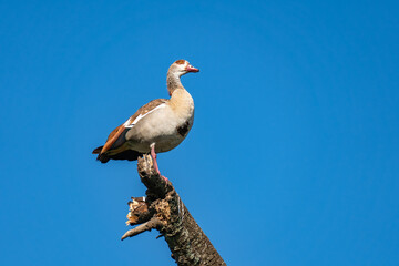 solitary duck stands against under the clear blue sky. A duck is sitting on a tree against the sky
