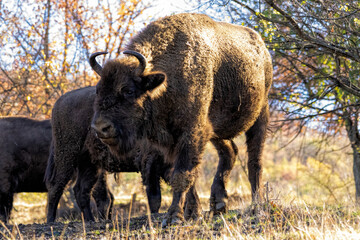 European Bison reintroduced on the Balkans