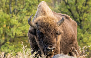 European Bison reintroduced on the Balkans