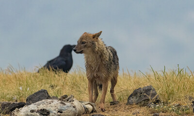 Golden Jackal in a natural habitat
