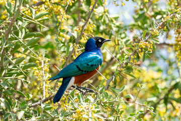 The superb starling Lamprotornis superbus is a member of the starling family of birds. It can commonly be found in East Africa, including Ethiopia, Somalia, Uganda, Kenya, and Tanzania. Spreo superbus