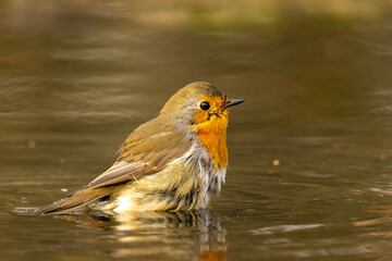 Robin bird sitting with open wing close to paddle