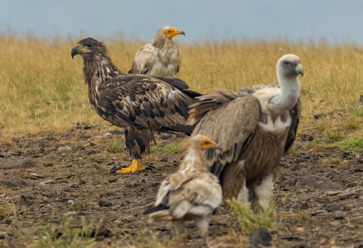Cinereous, Egyptian and Griffon vultures and white-tailed sea-eagle on feeding station