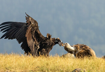 Griffon Vulture (Gyps fulvus) on feeding station