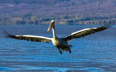 Dalmatian Pelican of Kerkini Lake