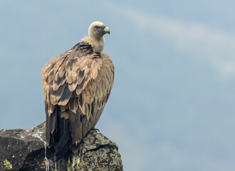 Griffon Vulture (Gyps fulvus) on feeding station