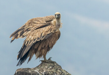 Fototapeta premium Griffon Vulture (Gyps fulvus) on feeding station