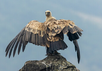 Griffon Vulture (Gyps fulvus) on feeding station