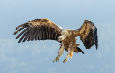 Griffon Vulture (Gyps fulvus) on feeding station