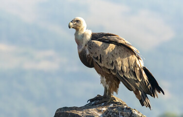 Griffon Vulture (Gyps fulvus) on feeding station