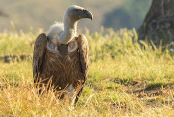 Griffon Vulture (Gyps fulvus) on feeding station