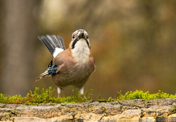 Forest bird Jay (Garrulus glandarius)