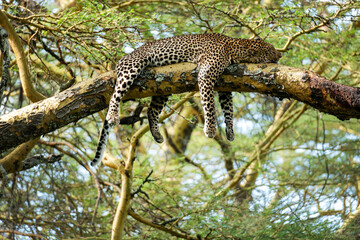 Cheetah sleeping on tree in jungle. Guepard liyng on the tree and sleeping