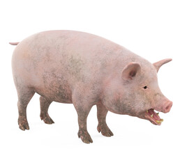 Domestic Pig Isolated