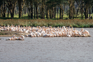 pelicans on naivasha lake in kenya, africa