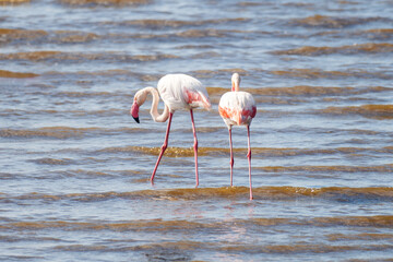 pink Flamingo Bird in Amboseli Africa. Flamingos are caught standing in the water. African safari