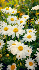 Wild daisy flowers growing on meadow, white chamomiles on green grass background. Oxeye daisy, Leucanthemum vulgare, Daisies, Dox-eye, Common daisy, Gardening concept.