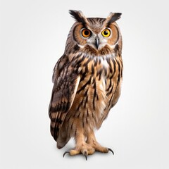 Naklejka premium Close-up of an owl against a white background.