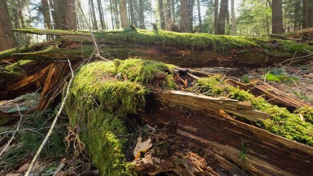forest ground floor moving up through forest. showing moss on old downed trees