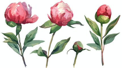 Peony buds in a watercolor style. Vector stock 